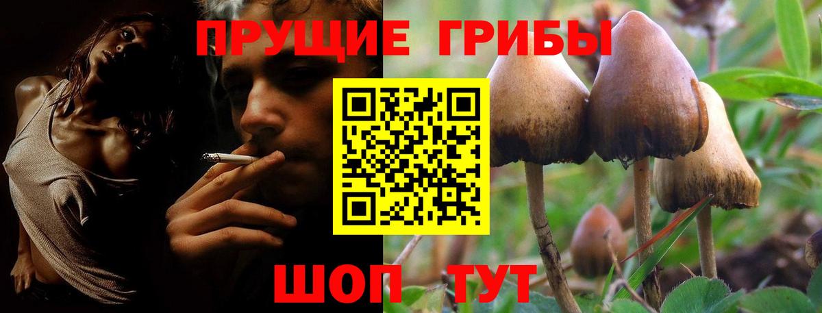 Курчалой  Галлюциногенные грибы Psilocybe  Вход с VPN 